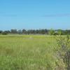 Smooth Cord Grass "spartina alternaflora" home to an amazing number of wildlife.